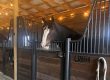 Nikki, a Clydesdale horse at Whole Heart Ranch in Wellington, Colorado