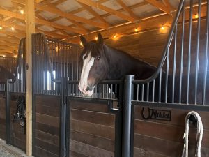 Nikki the horse at Whole Heart Ranch in Wellington, Colorado Nikki, a Clydesdale horse at Whole Heart Ranch in Wellington, Colorado