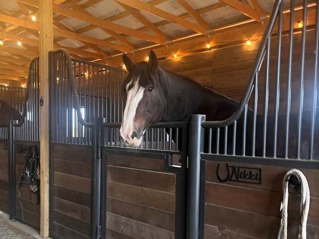 Nikki, a Clydesdale horse at Whole Heart Ranch in Wellington, Colorado