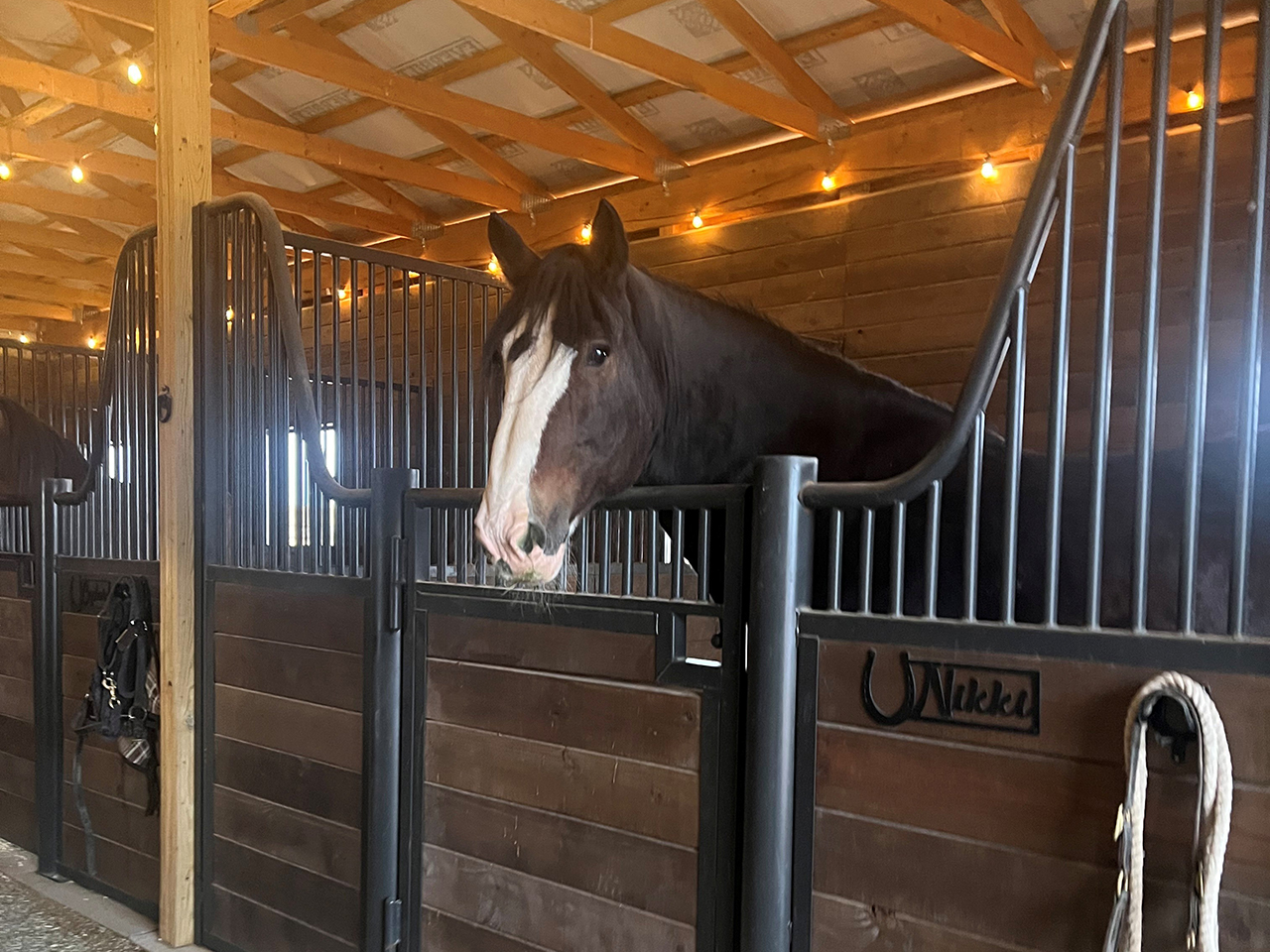 Nikki, a Clydesdale horse at Whole Heart Ranch in Wellington, Colorado