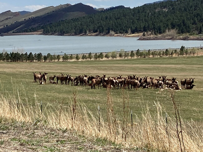 Northern Colorado Community - Women And Wine-2022-Elk and Views