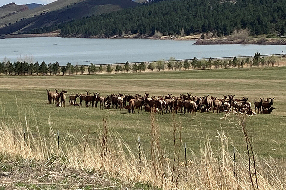 Northern Colorado Community - Women And Wine-2022-Elk and Views